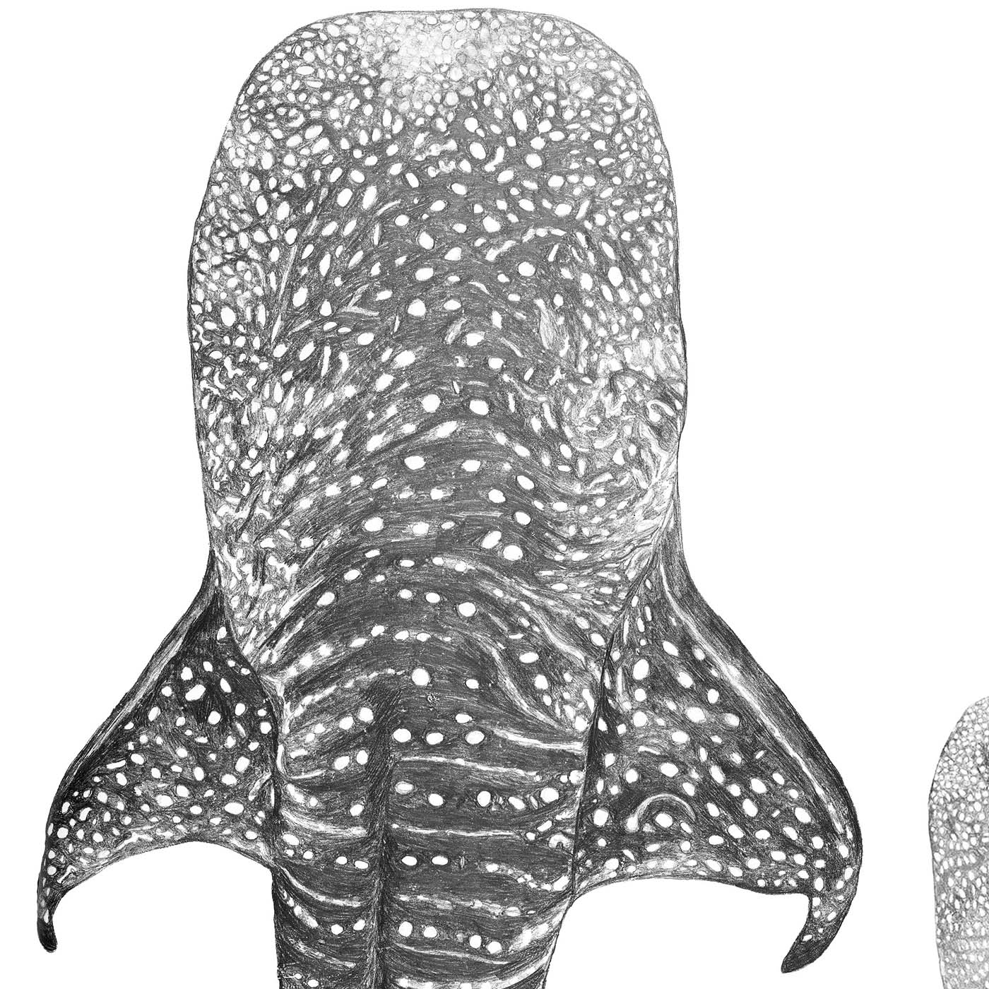 Whale Shark Print – Ocean Companions | Coastal Ocean Wall Art