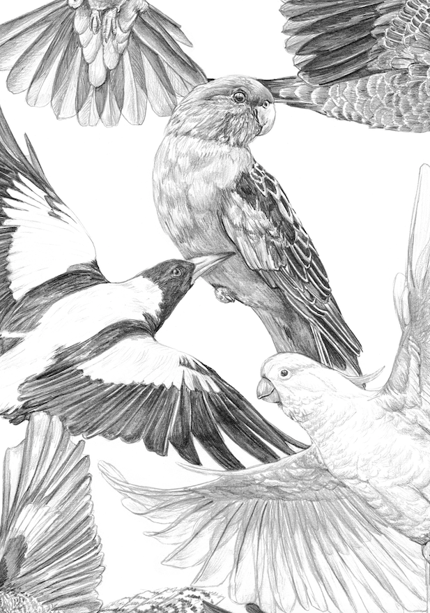Australian Birds - Fine Art Print