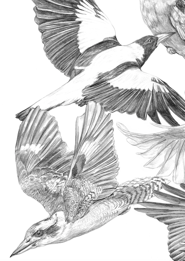 Australian Birds - Fine Art Print