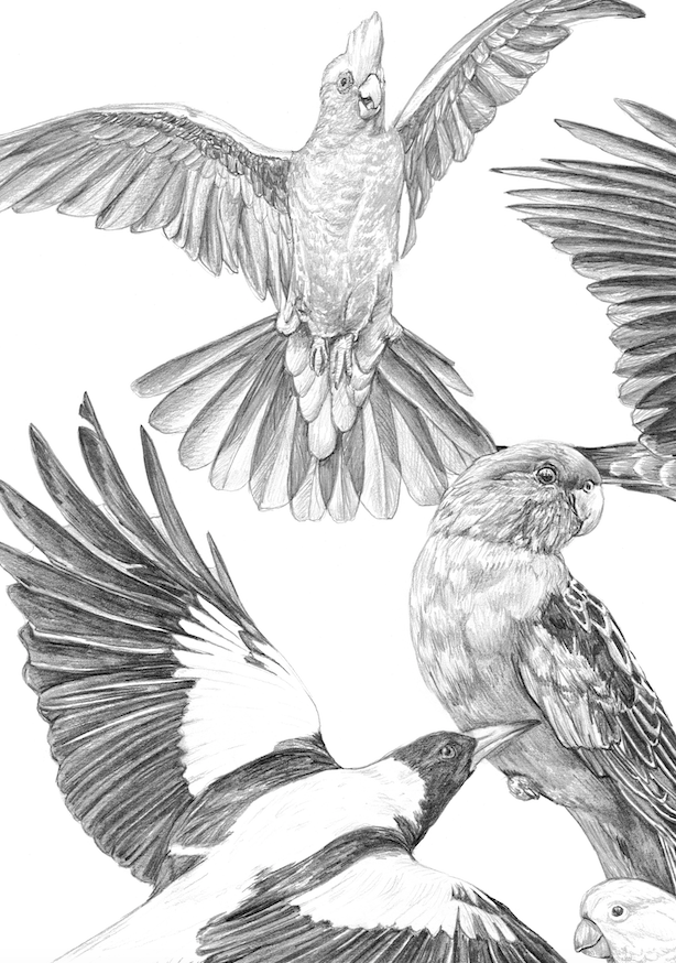 Australian Birds - Fine Art Print