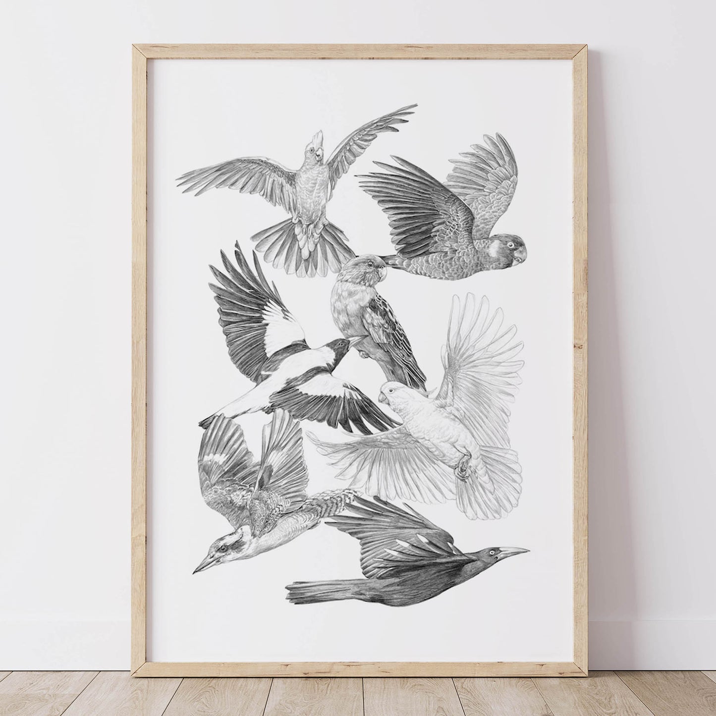 Australian Birds - Fine Art Print