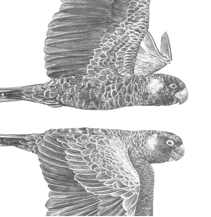 Pair - Black cockatoos - Fine Art Print