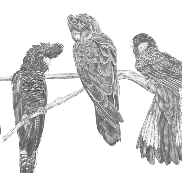Black Cockatoos - Fine Art Print