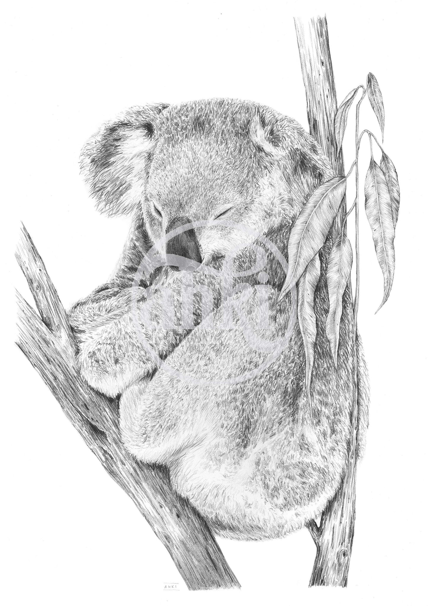 Koala Australian Animals - Fine art print