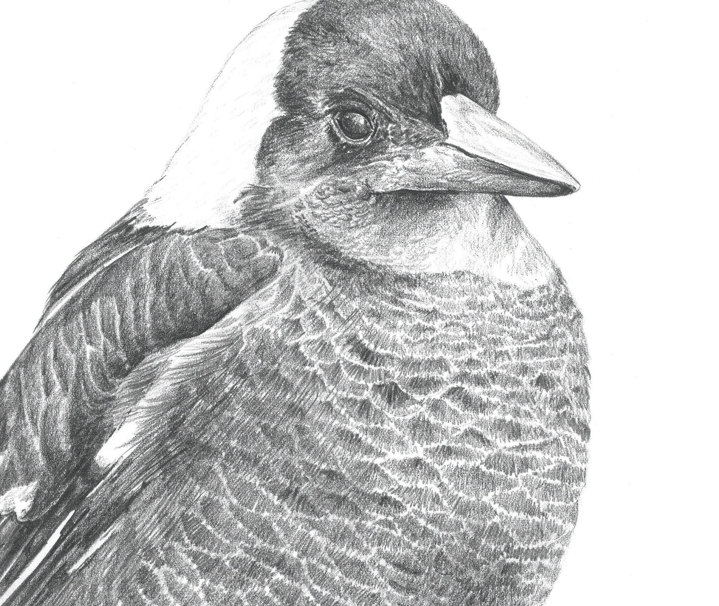 Magpie Australian Animals - Fine Art Print