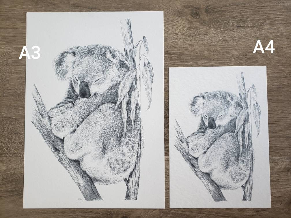Koala Australian Animals - Fine art print