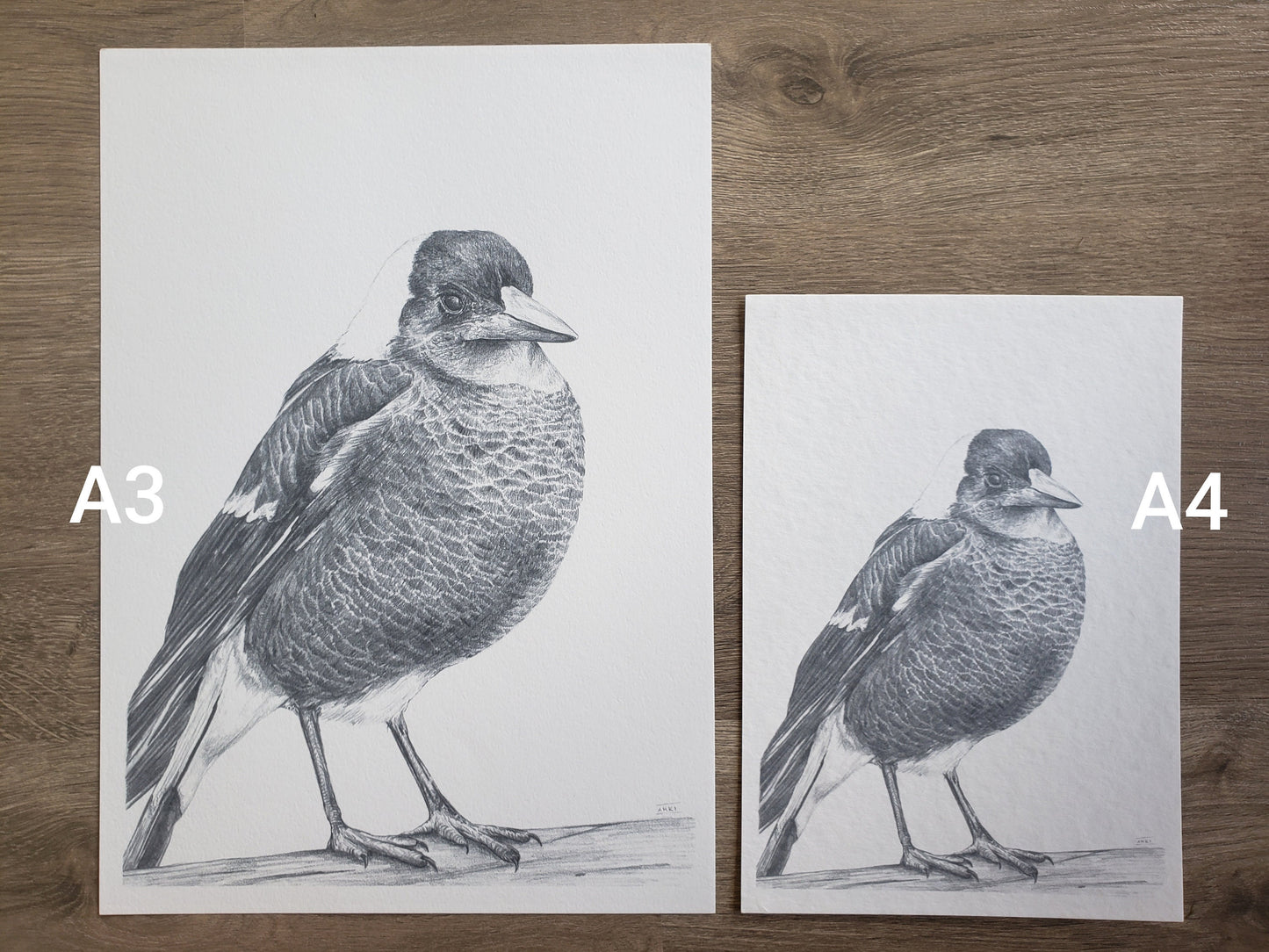 Magpie Australian Animals - Fine Art Print