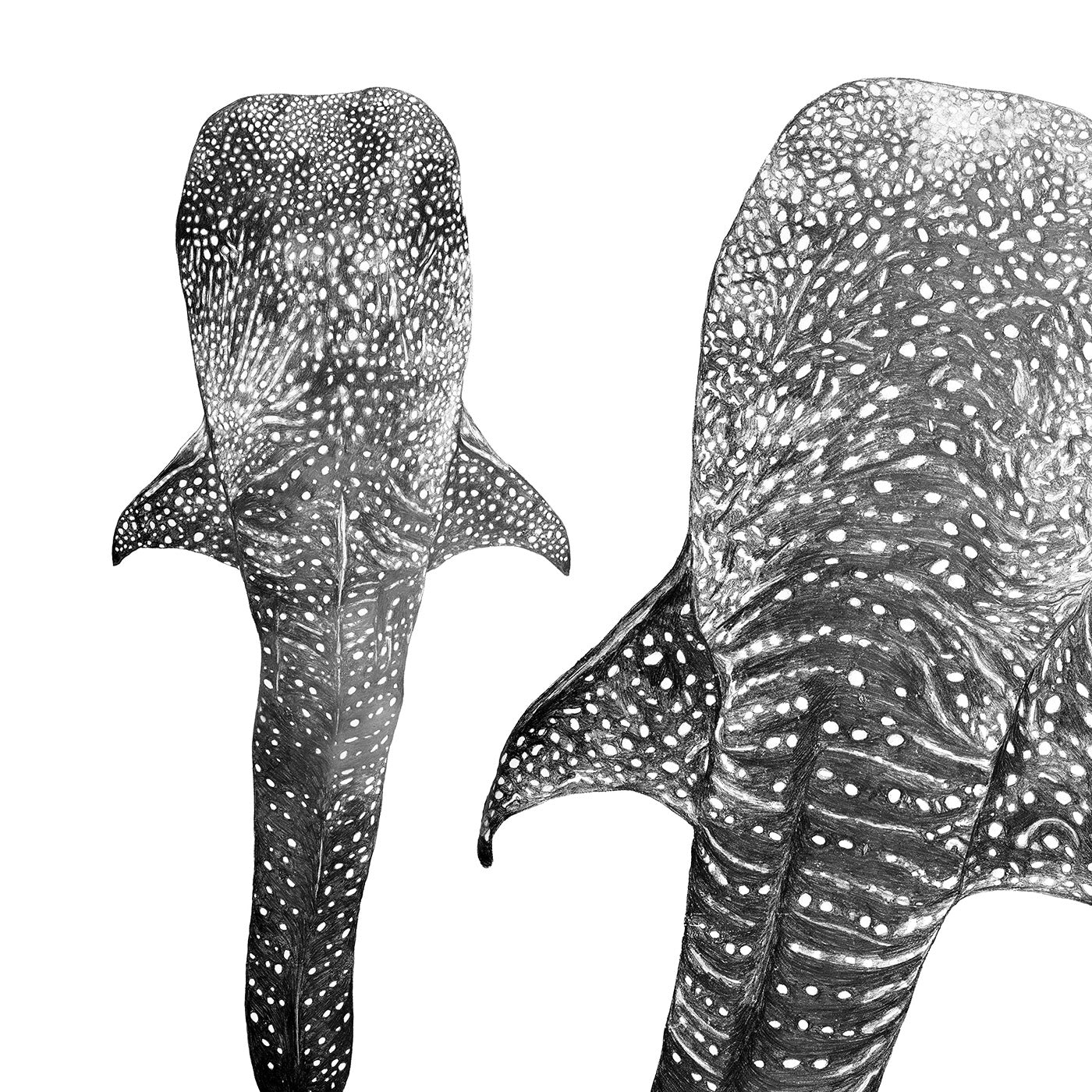 Whale Shark Print – Ocean Journey | Coastal Ocean Wall Art