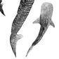 Whale Shark Print – Ocean Journey | Coastal Ocean Wall Art