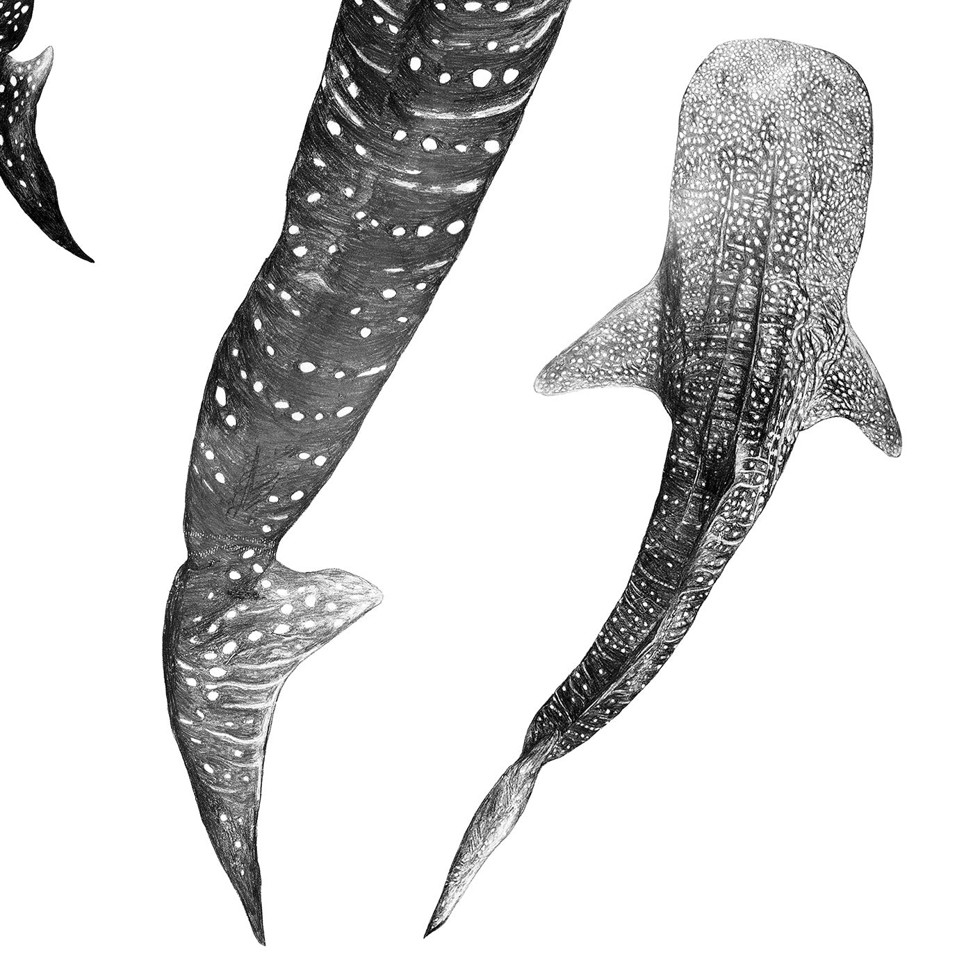Whale Shark Print – Ocean Journey | Coastal Ocean Wall Art
