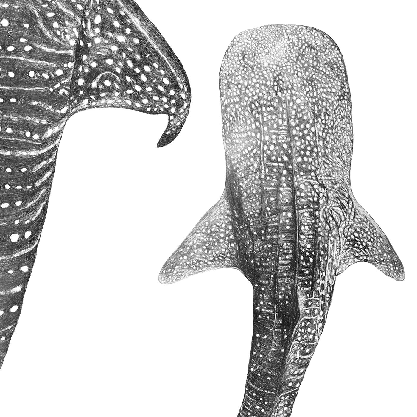 Whale Shark Print – Ocean Companions | Coastal Ocean Wall Art