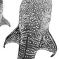 Whale Shark Print – Ocean Journey | Coastal Ocean Wall Art