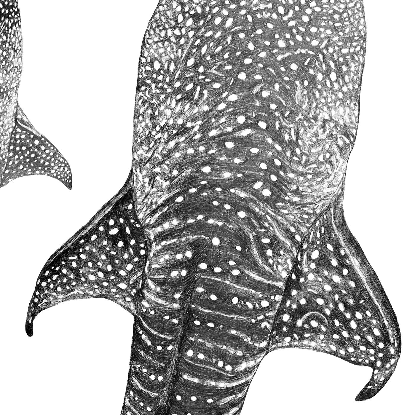 Whale Shark Print – Ocean Journey | Coastal Ocean Wall Art