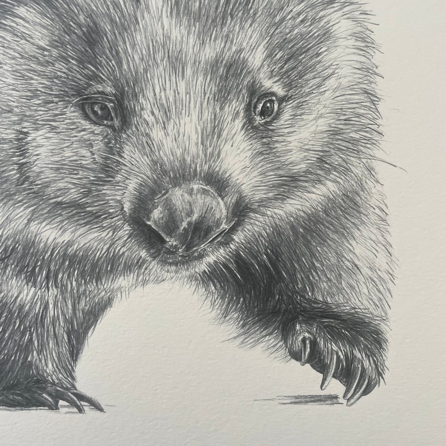 Wombat Australian Animals - Fine Art Print