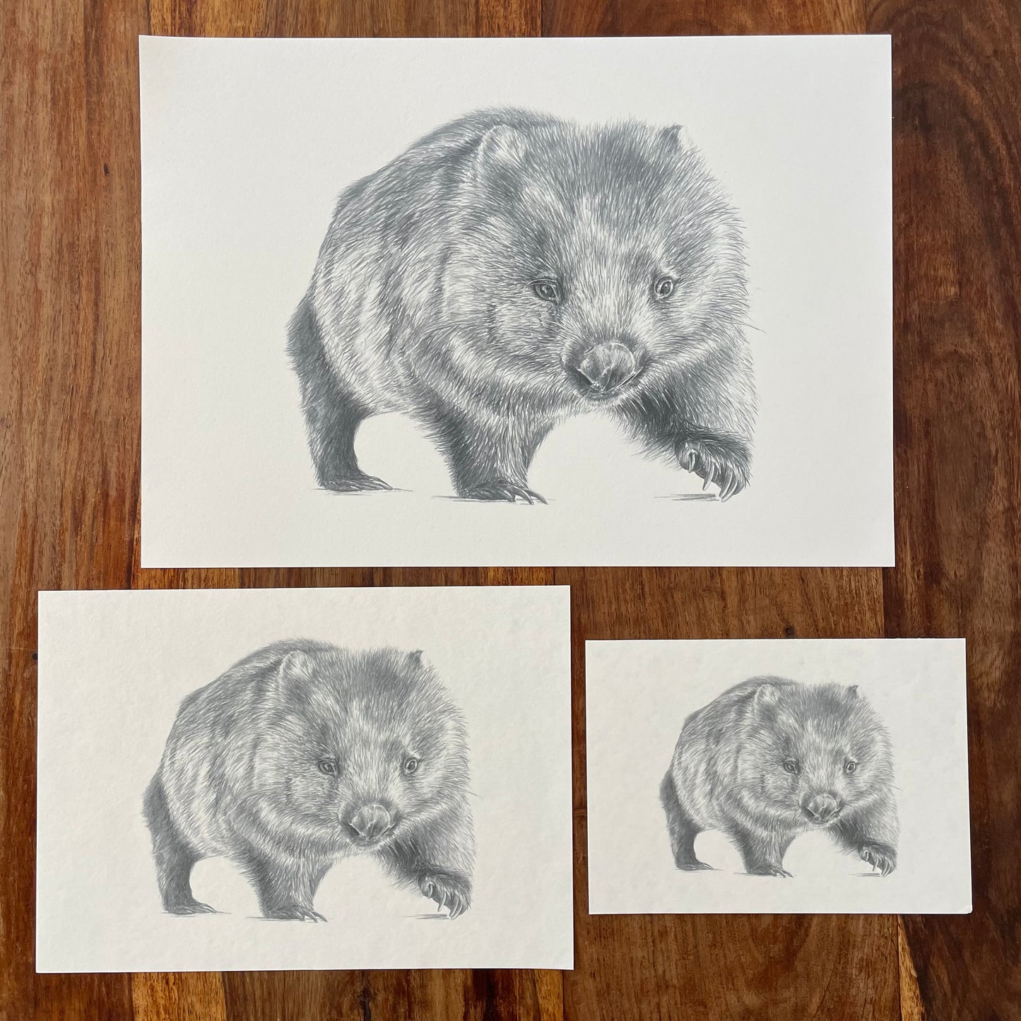 Wombat Australian Animals - Fine Art Print