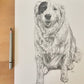 PET PORTRAIT COMMISSIONS