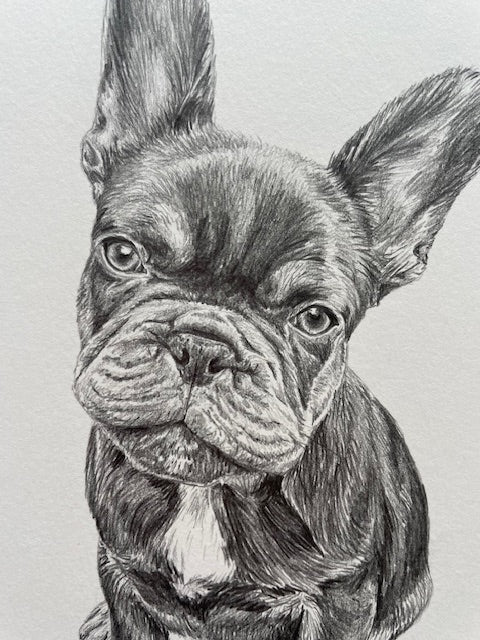 PET PORTRAIT COMMISSIONS