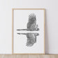 Pair - Black cockatoos - Fine Art Print