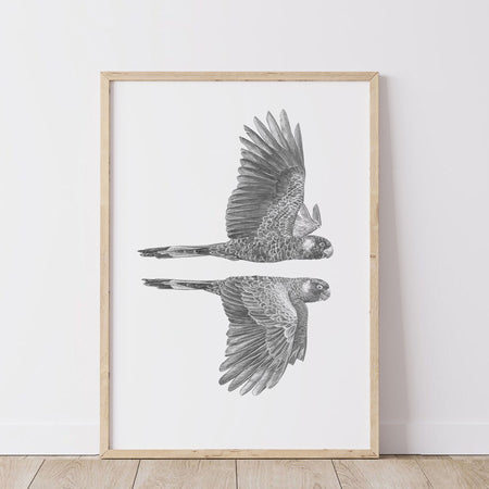 a detailed greylead drawing of a pair of black cockatoos flying together