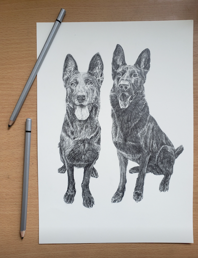 PET PORTRAIT COMMISSIONS