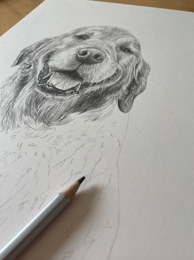 PET PORTRAIT COMMISSIONS