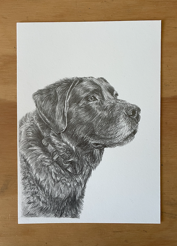 PET PORTRAIT COMMISSIONS