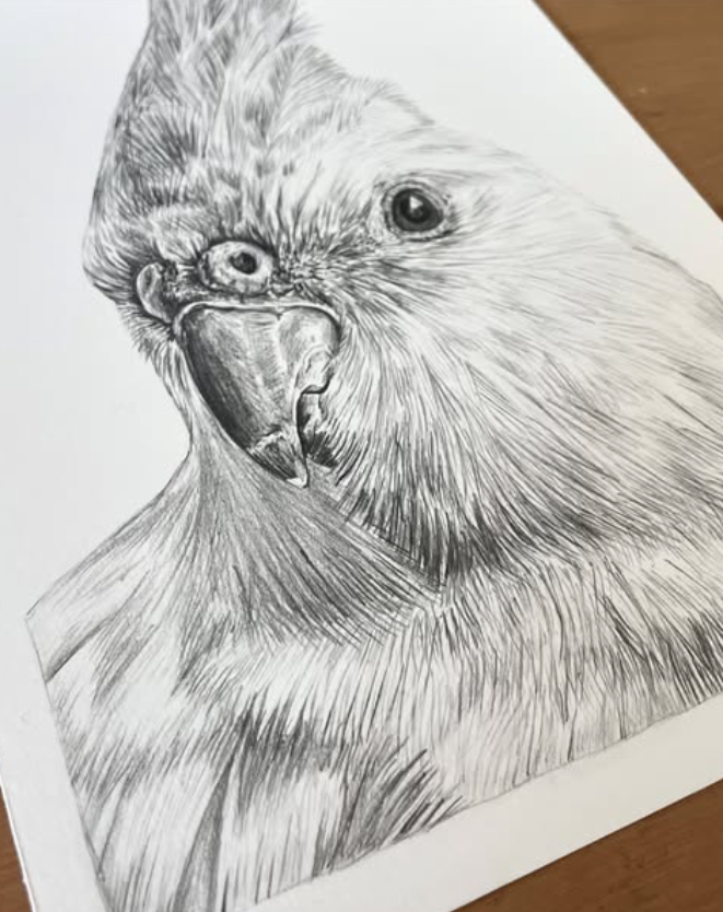 PET PORTRAIT COMMISSIONS