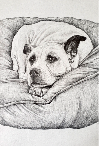 PET PORTRAIT COMMISSIONS