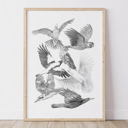 framed artwork greylead drawing of australian native birds, including magpie, galah, black cockatoo, white cockatoo, rosella, kookaburra and currawong