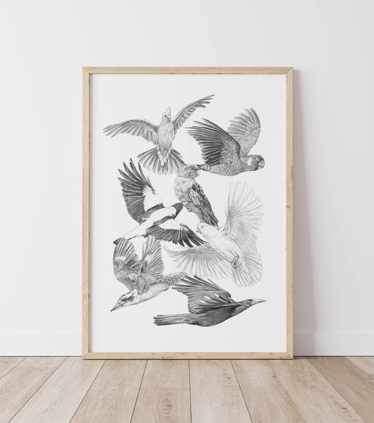 Australian Birds - Fine Art Print