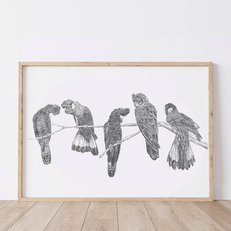 greylead drawing framed of five black cockatoos sitting on a branch