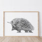 Echidna Australian Animals - Fine Art Print