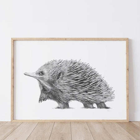 framed artwork of a greylead drawing of echidna