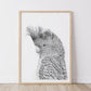 Gang Gang Bird Australian Animals - Fine Art Print