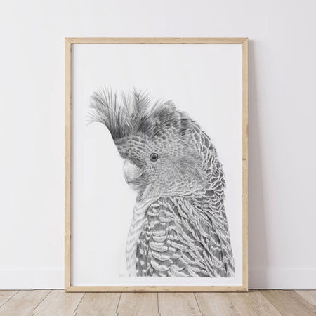 framed artwork of detailed greylead drawing of gang gang cockatoo, Australian bird
