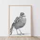Magpie Australian Animals - Fine Art Print