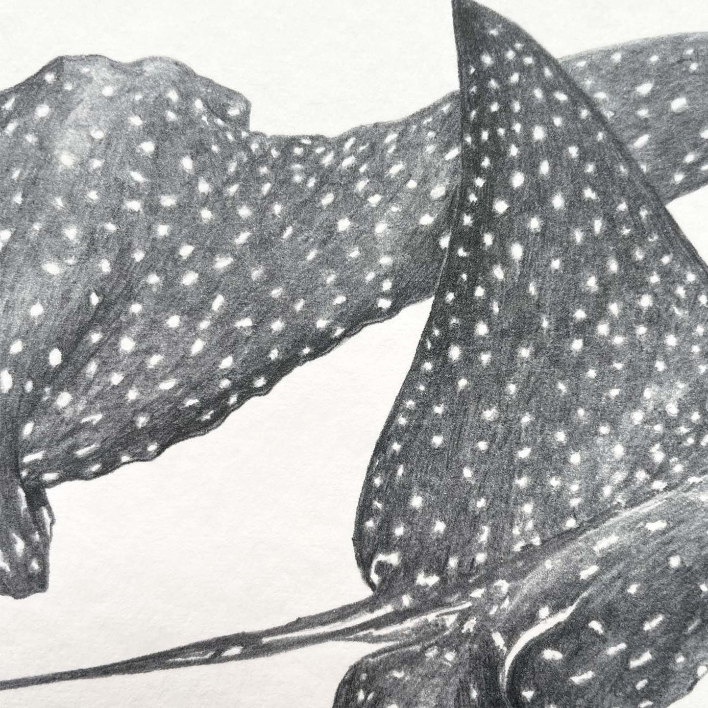 Spotted Eagle Rays Print | Monochrome Ocean Animal Wall Art