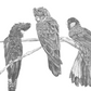 Black Cockatoos - Fine Art Print