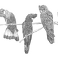 Black Cockatoos - Fine Art Print