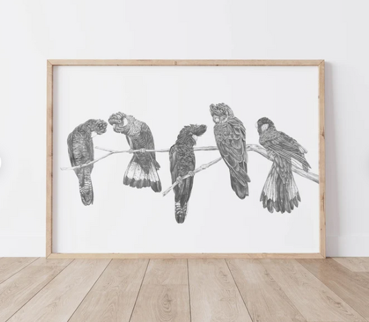 Black Cockatoos - Fine Art Print