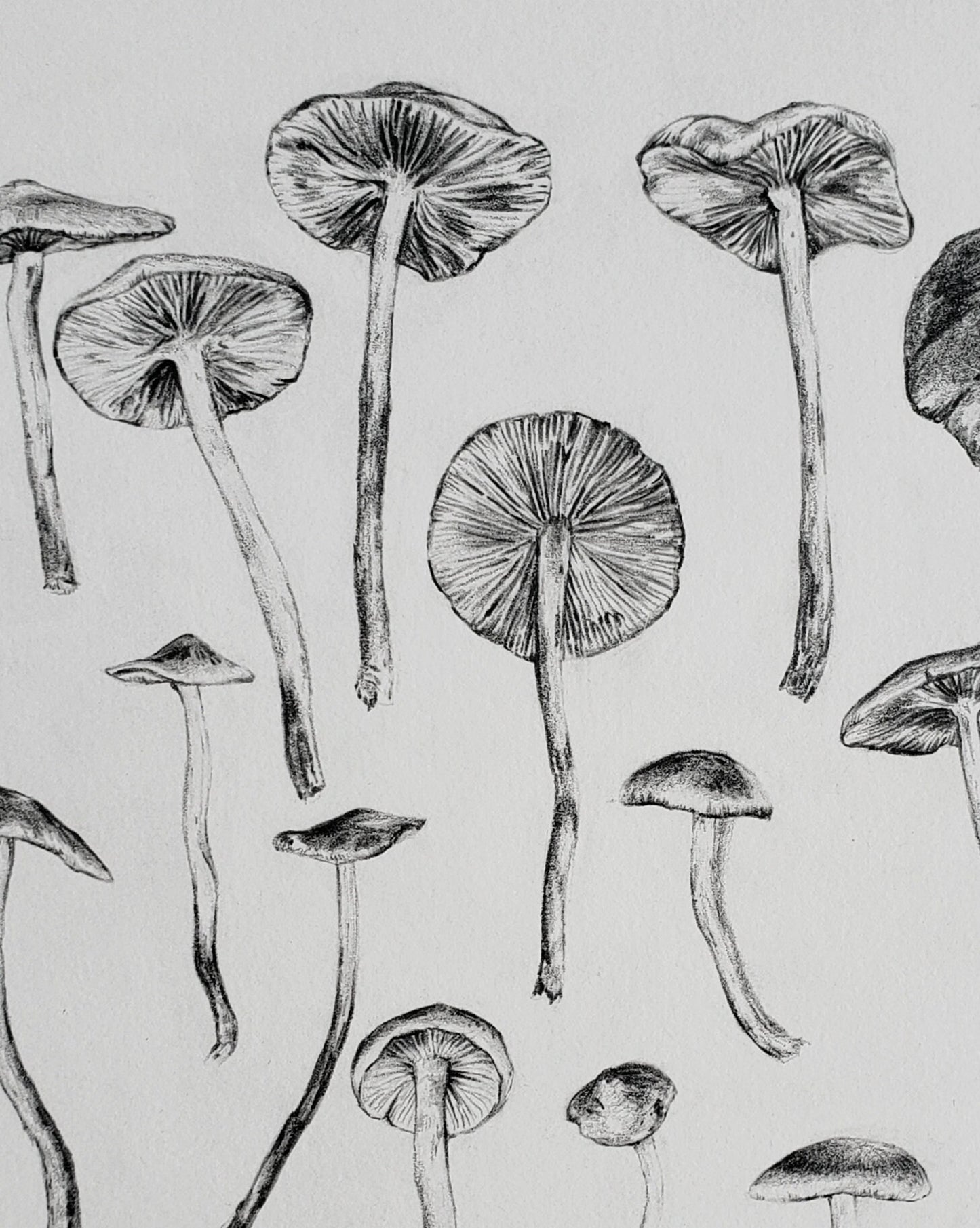 Mushrooms - Fine Art Print