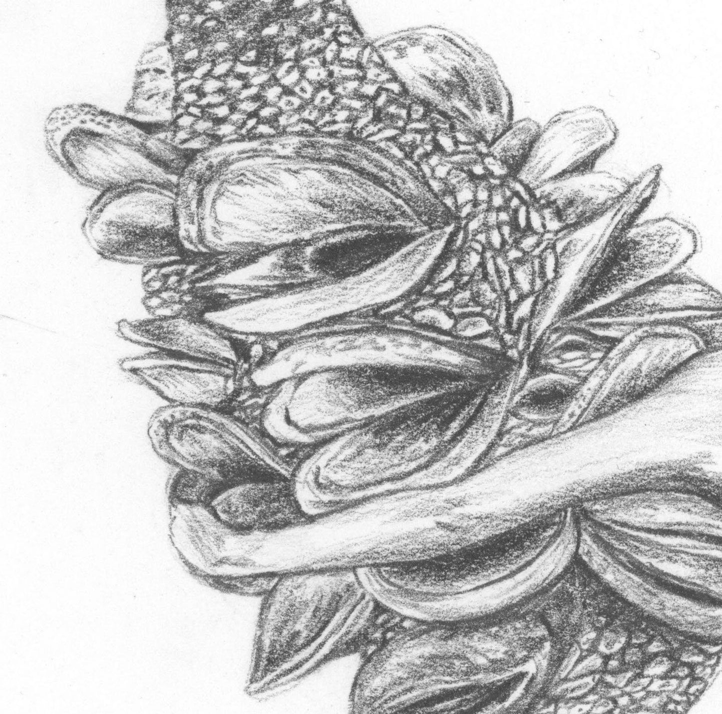 Banksia Lady Fine Art Print