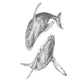 Whales - Fine Art Print