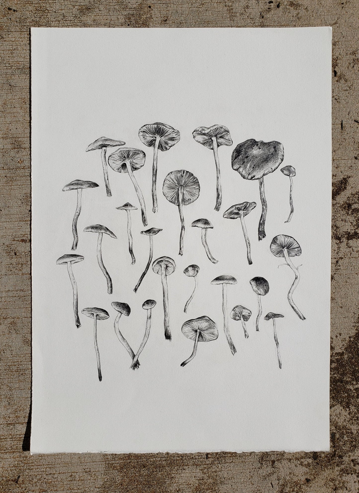 Mushrooms - Fine Art Print