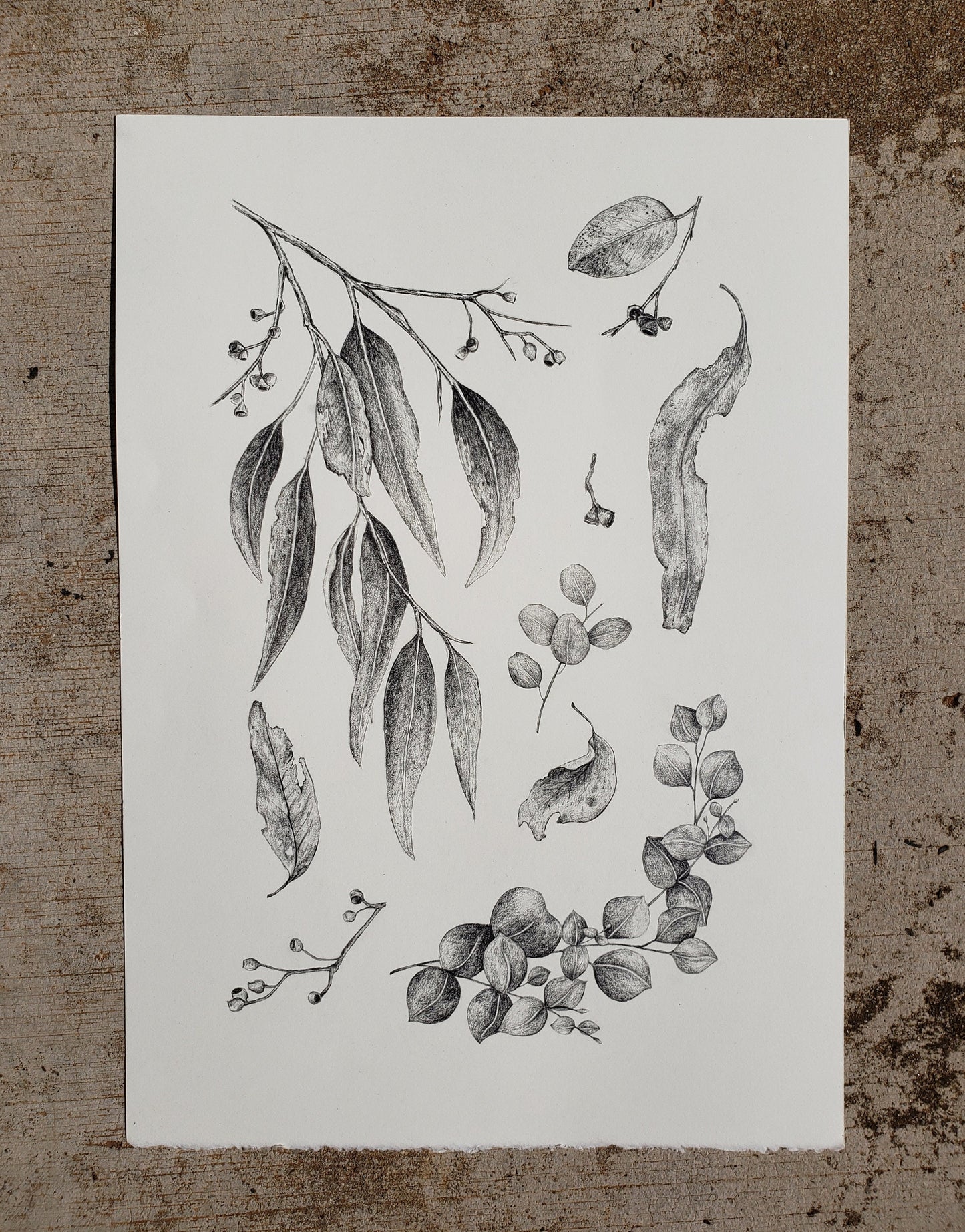 Leaves - Fine Art Print