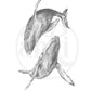 Whales - Fine Art Print