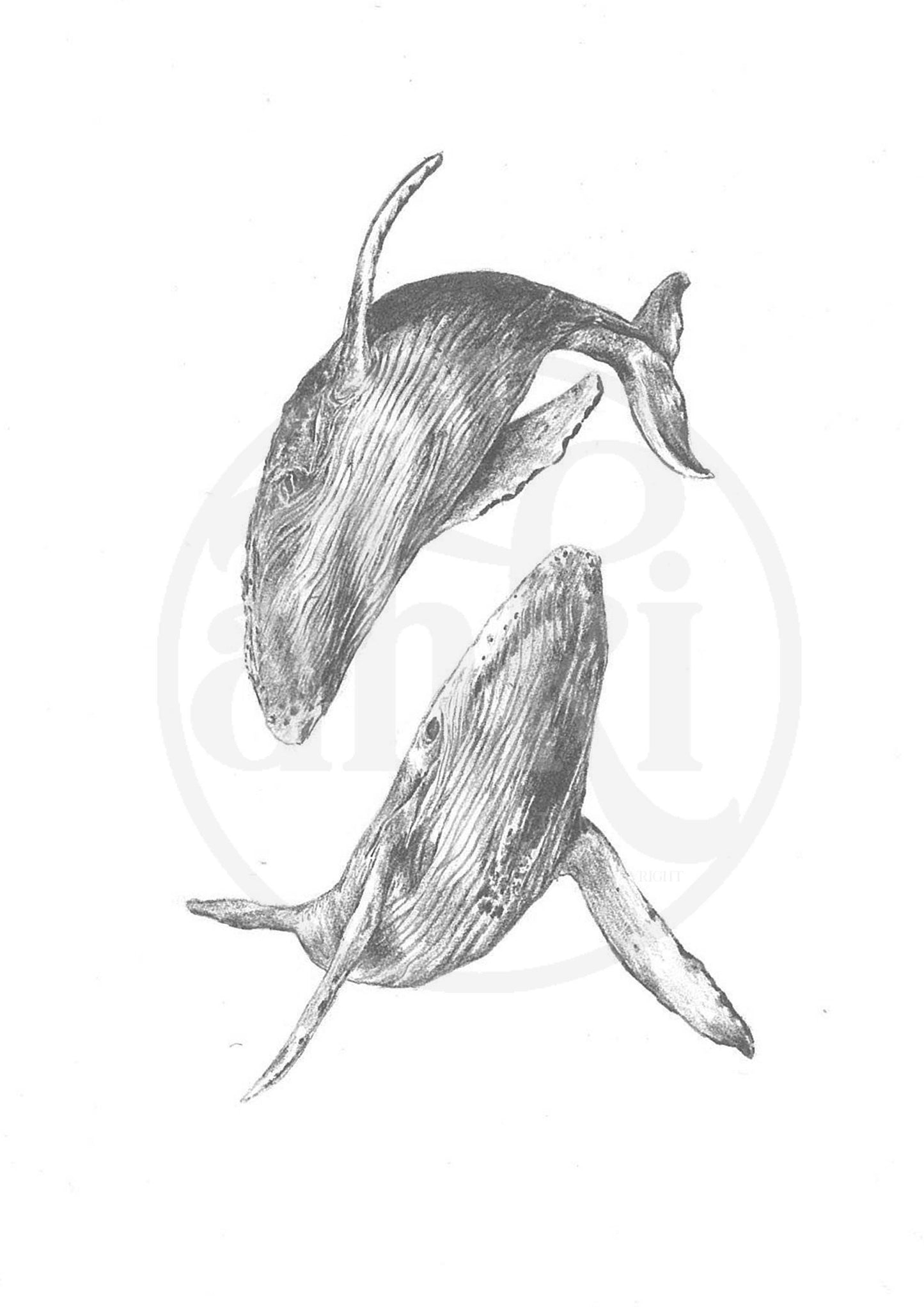 Whales - Fine Art Print