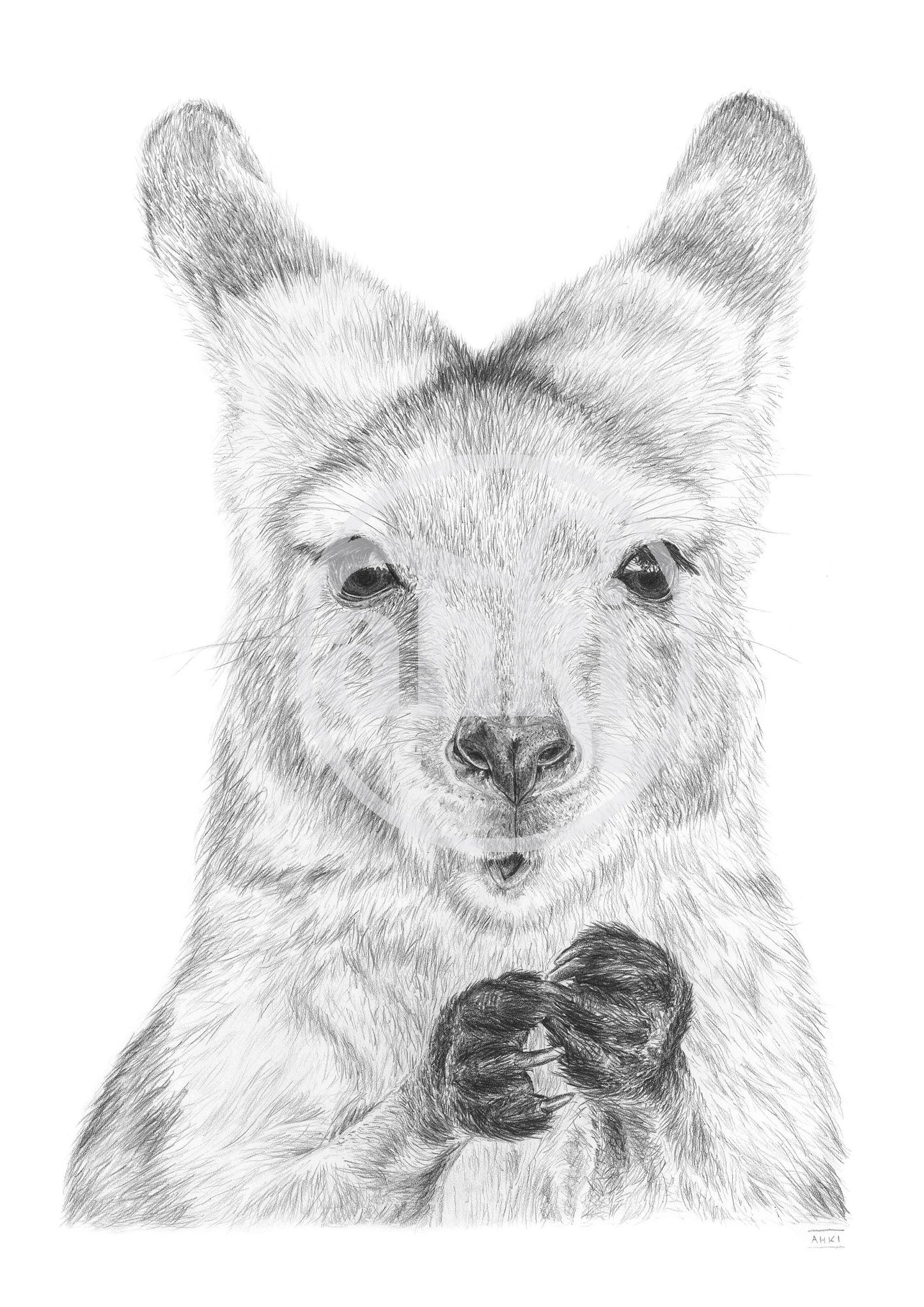 Joey Australian Animals - Fine Art Print