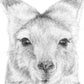Joey Australian Animals - Fine Art Print