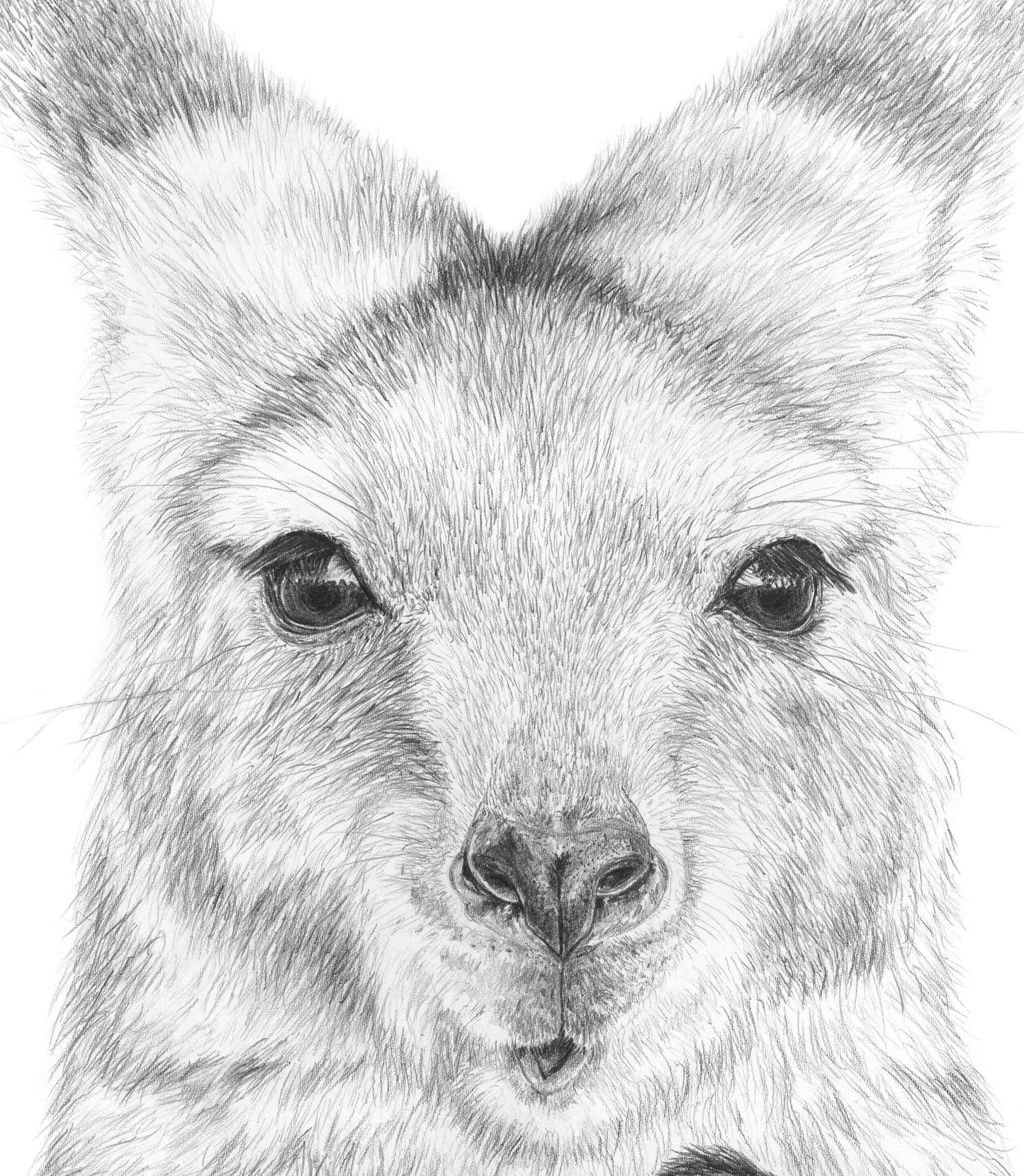 Joey Australian Animals - Fine Art Print